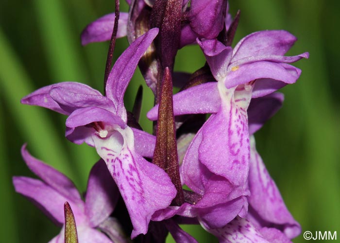 Dactylorhiza traunsteineri