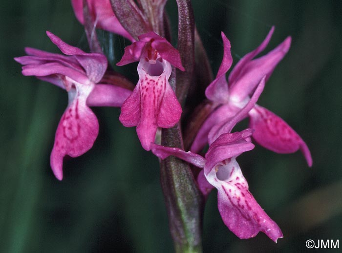 Dactylorhiza traunsteineri