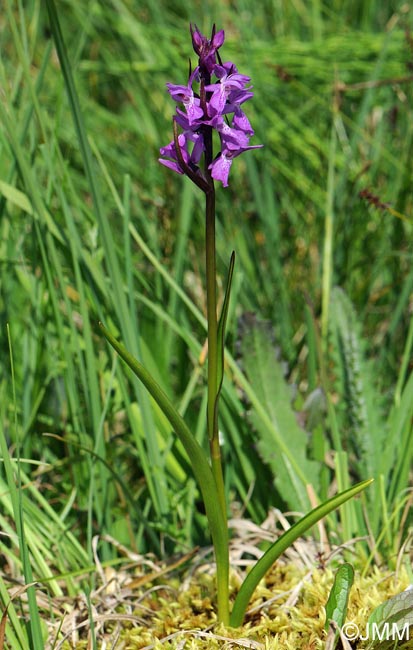 Dactylorhiza traunsteineri