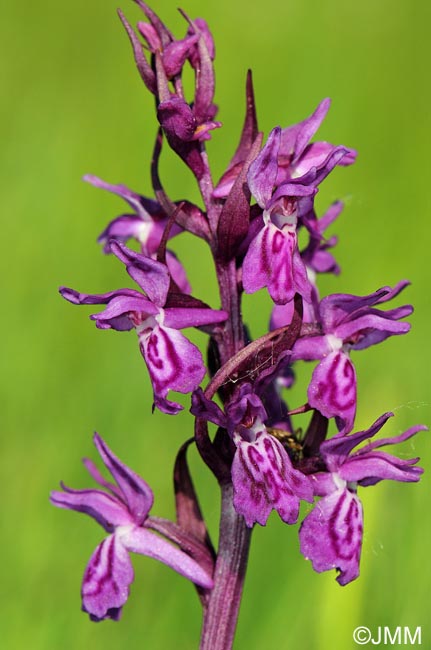 Dactylorhiza traunsteineri