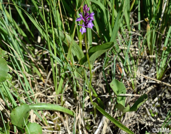 Dactylorhiza traunsteineri