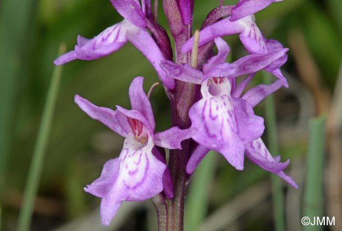 Dactylorhiza traunsteineri