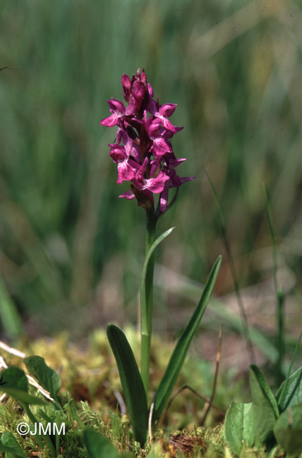 Dactylorhiza traunsteineri