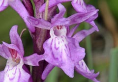 Dactylorhiza traunsteineri