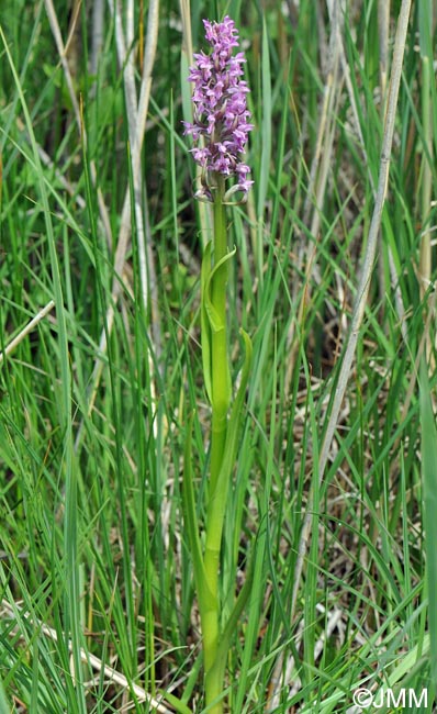 Dactylorhiza x versicolor