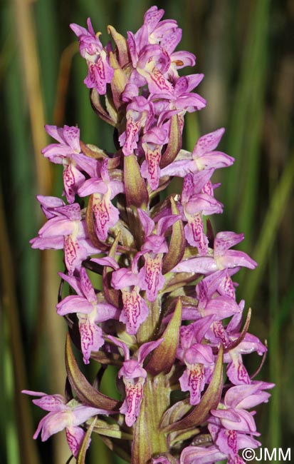 Dactylorhiza x versicolor