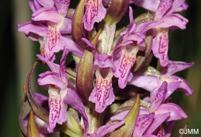 Dactylorhiza x versicolor