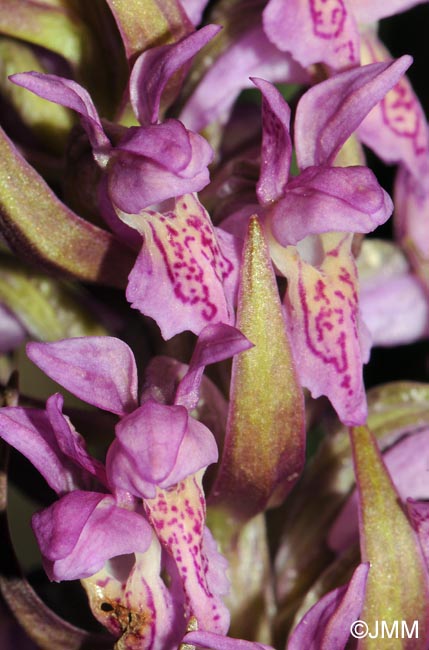 Dactylorhiza x versicolor