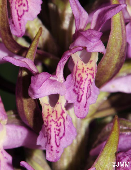 Dactylorhiza x versicolor