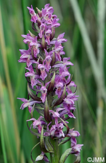 Dactylorhiza x versicolor