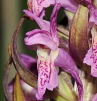 Dactylorhiza x versicolor