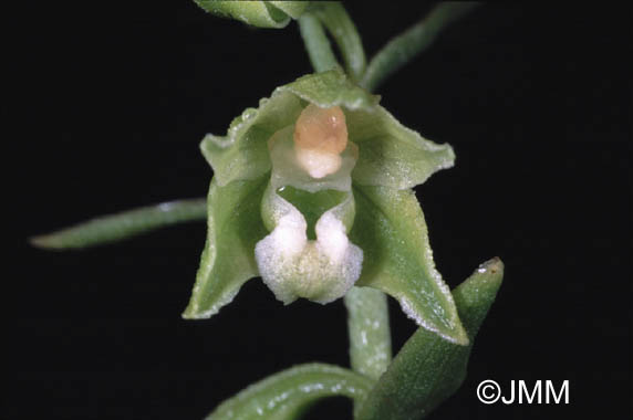 Epipactis fageticola