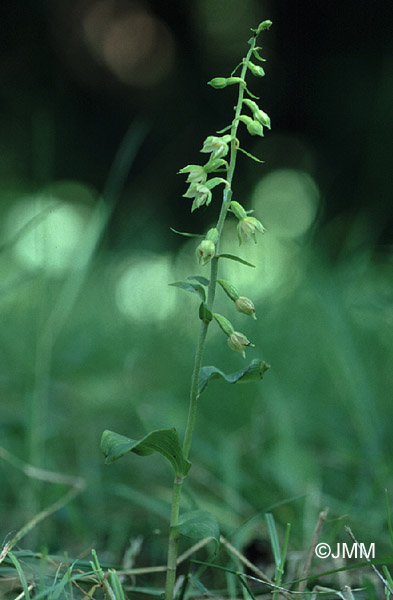 Epipactis fibri