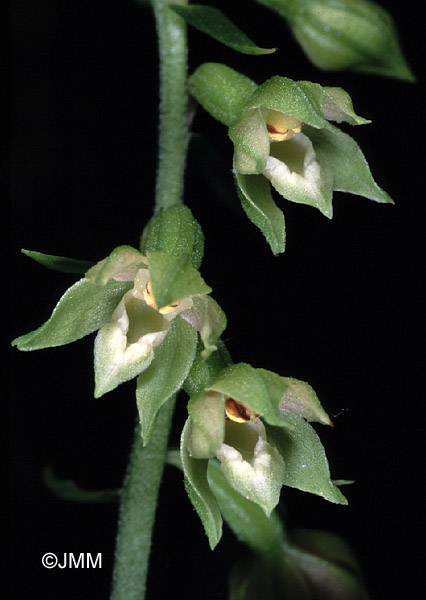 Epipactis fibri