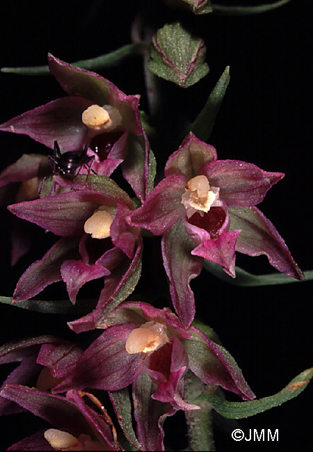 Epipactis placentina