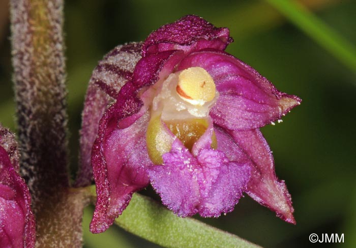 Epipactis atrorubens