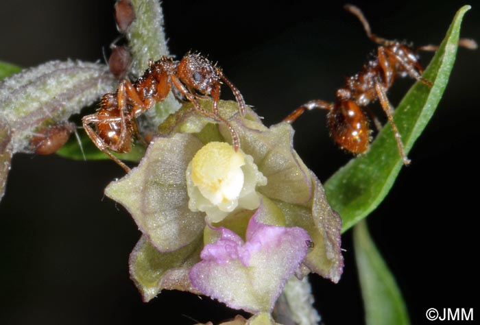 Epipactis atrorubens