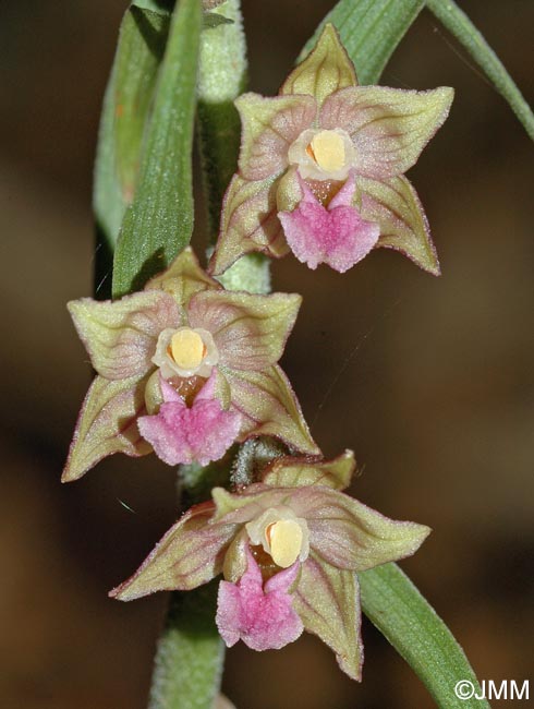 Epipactis atrorubens = Epipactis atrorubens f. pallens