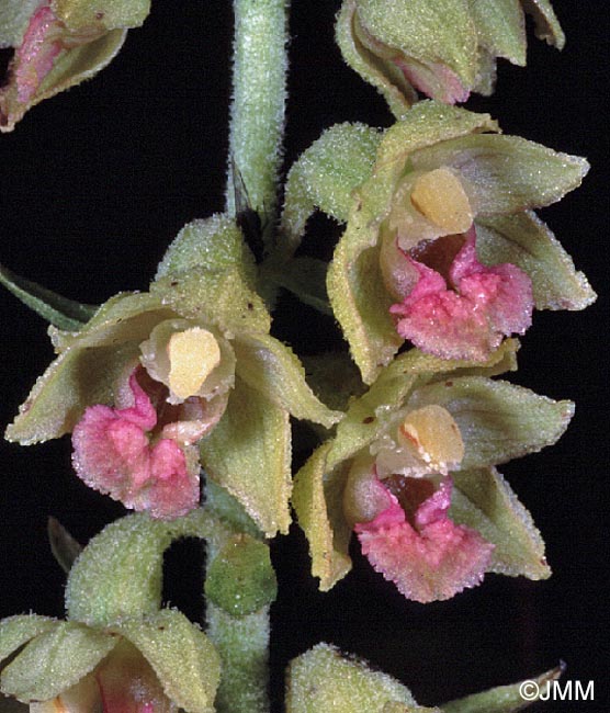 Epipactis atrorubens = Epipactis atrorubens f. pallens