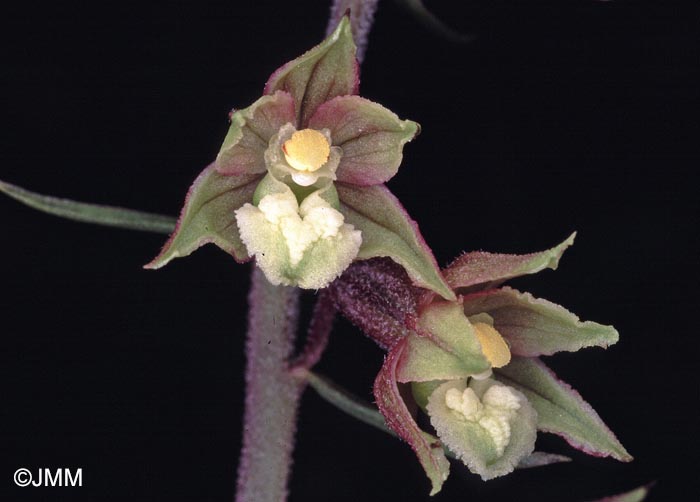 Epipactis atrorubens = Epipactis atrorubens f. pallens