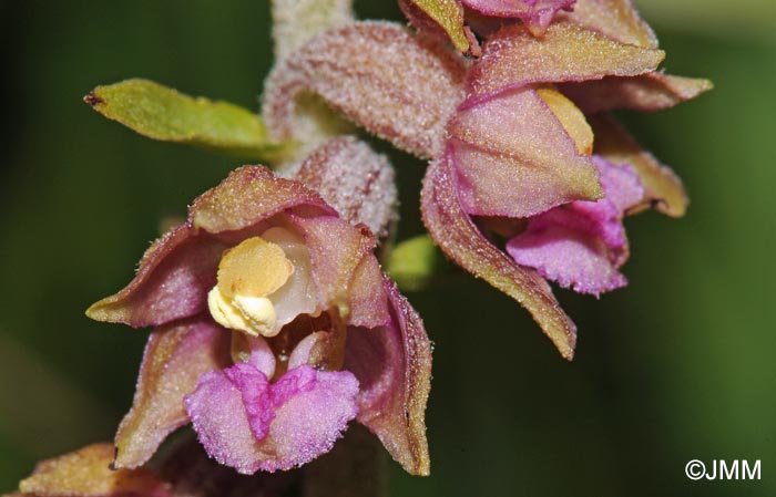 Epipactis atrorubens