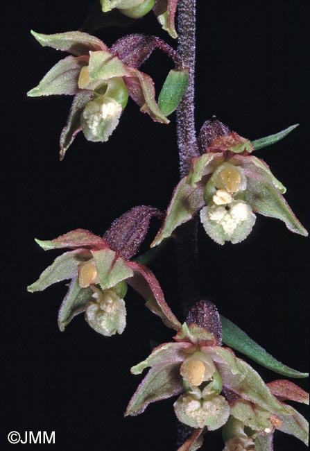 Epipactis atrorubens = Epipactis atrorubens f. pallens