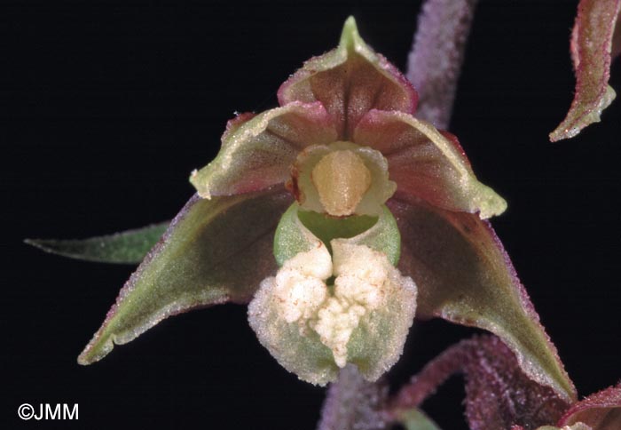 Epipactis atrorubens = Epipactis atrorubens f. pallens