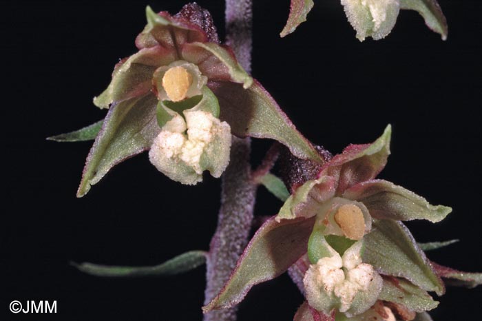 Epipactis atrorubens = Epipactis atrorubens f. pallens