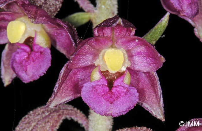 Epipactis atrorubens