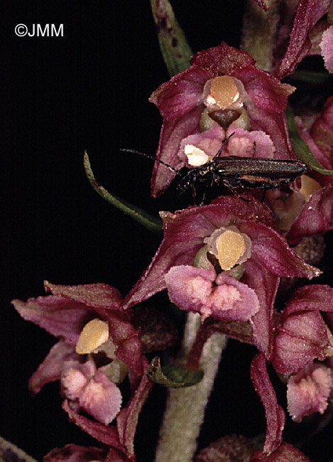 Epipactis atrorubens et pollinisateur occasionnel