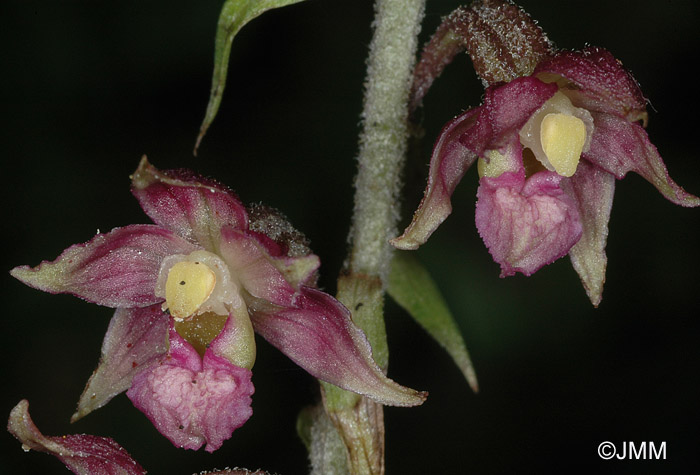 Epipactis atrorubens