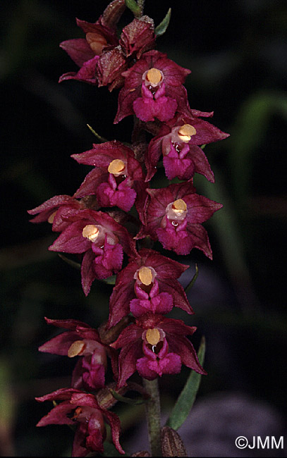 Epipactis atrorubens