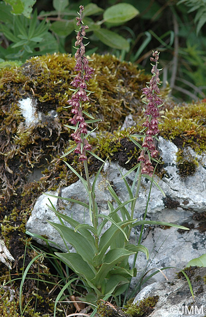 Epipactis atrorubens