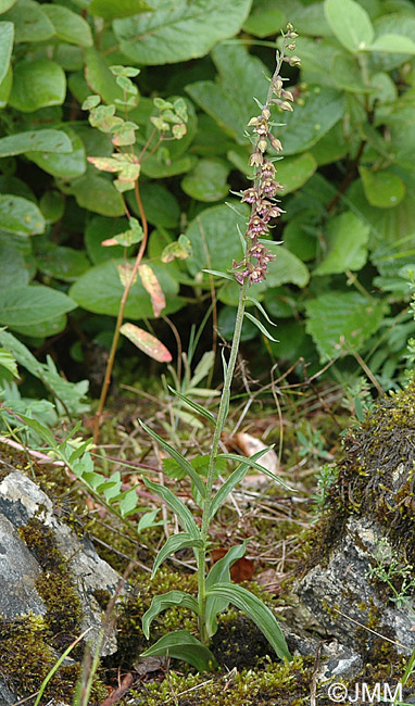 Epipactis atrorubens