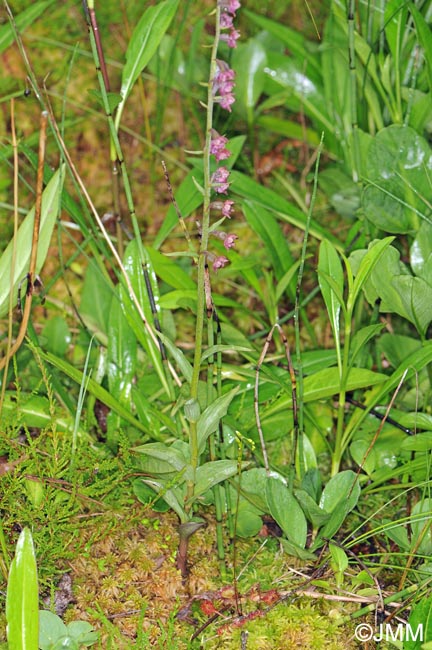 Epipactis atrorubens et Drosera rotundifolia