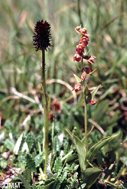 Epipactis atrorubens & Gymnadenia rhellicani