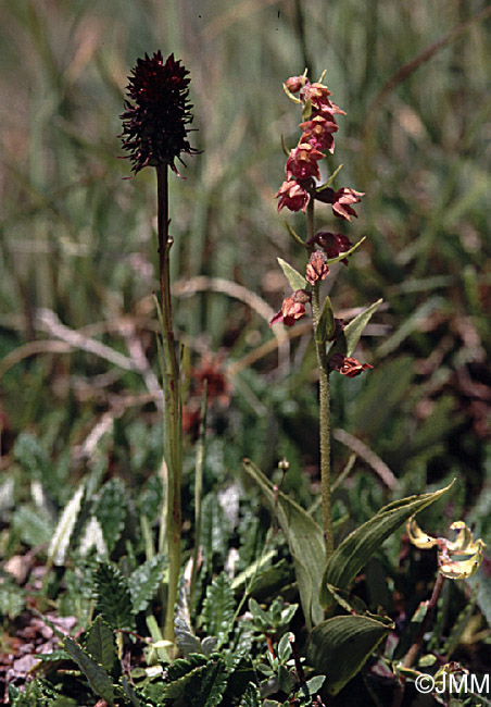 Epipactis atrorubens et Gymnadenia rhellicani