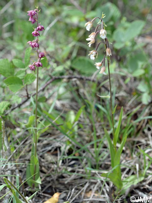 Epipactis atrorubens & Epipactis palustris