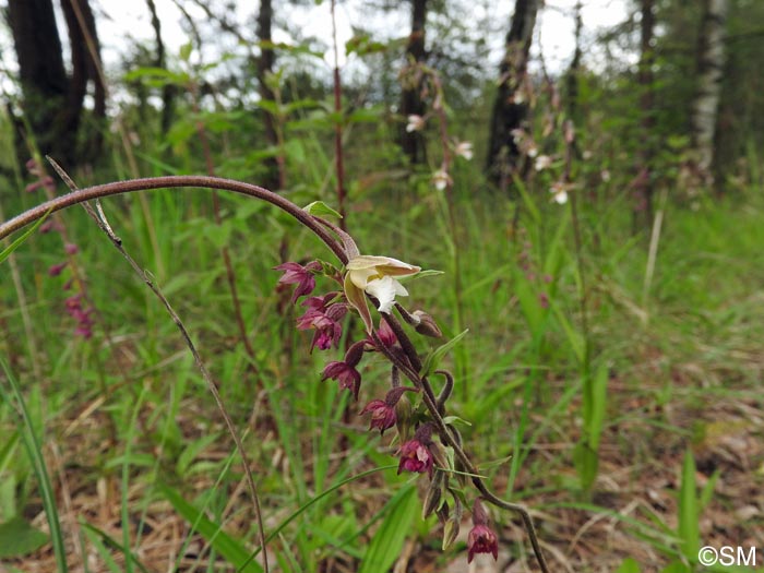 Epipactis atrorubens & Epipactis palustris