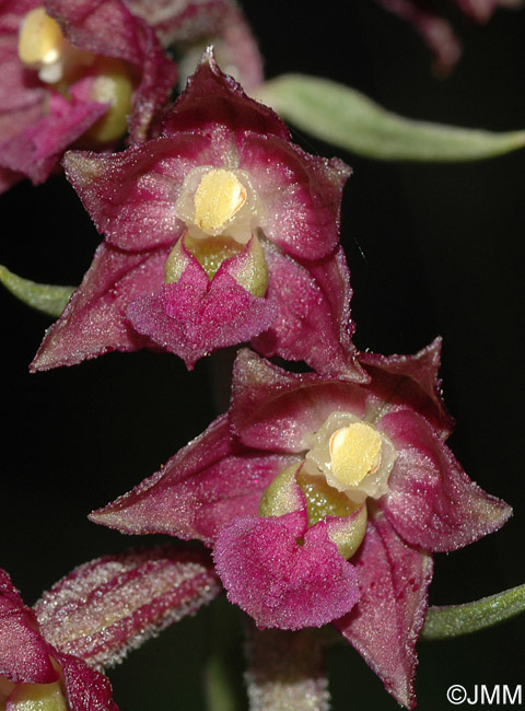 Epipactis atrorubens