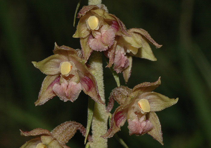 Epipactis atrorubens = Epipactis atrorubens f. pallens