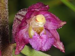 Epipactis atrorubens