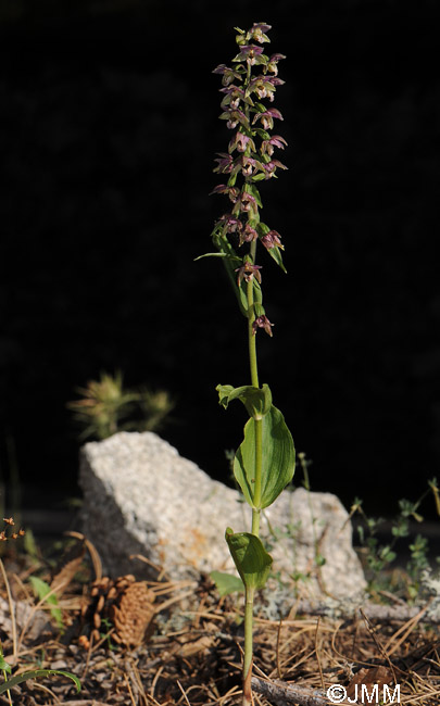 Epipactis distans