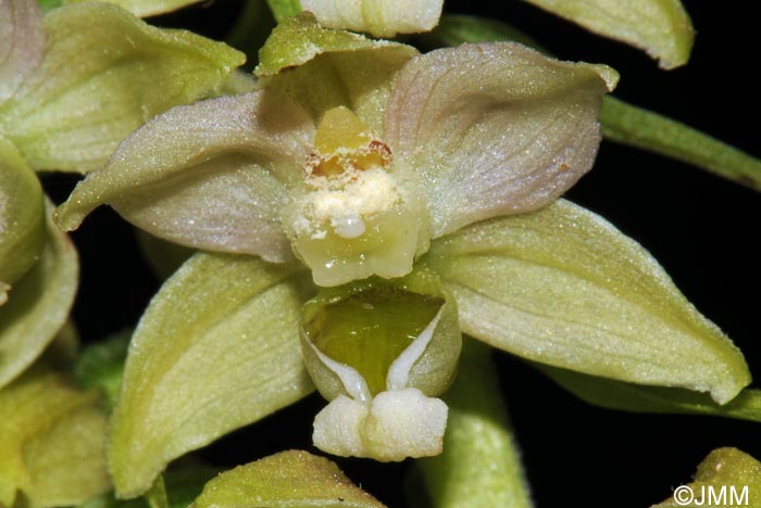 Epipactis distans