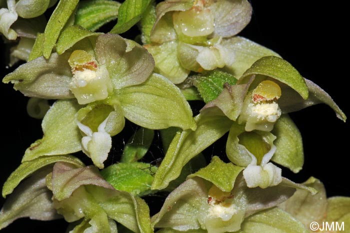 Epipactis distans