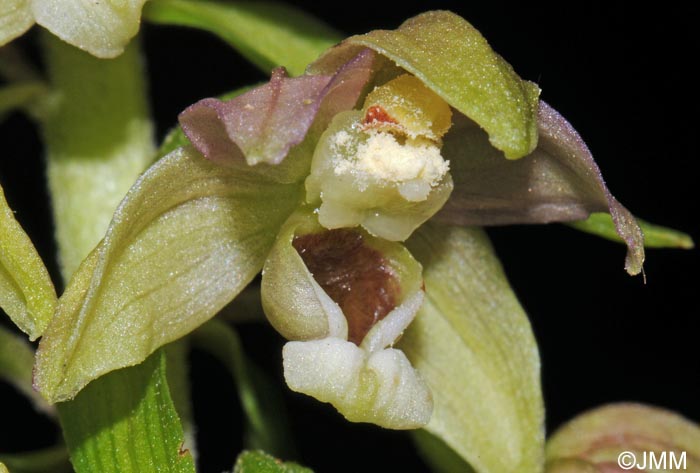 Epipactis distans