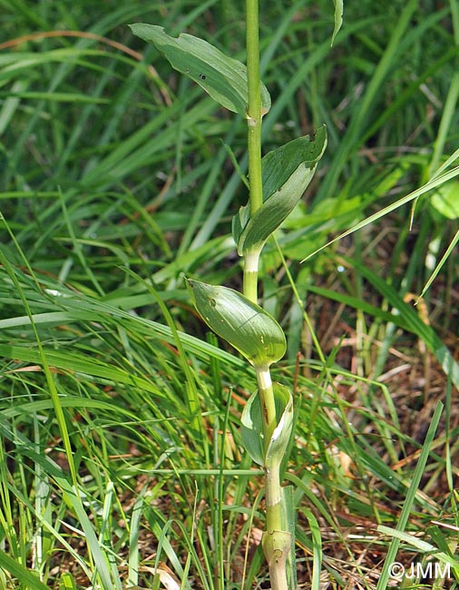 Epipactis distans