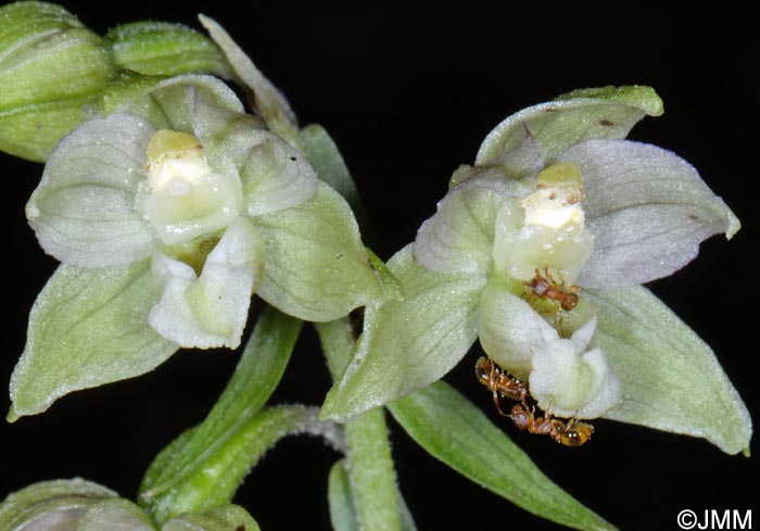 Epipactis distans