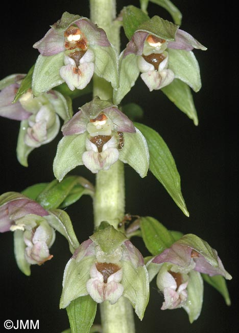 Epipactis distans