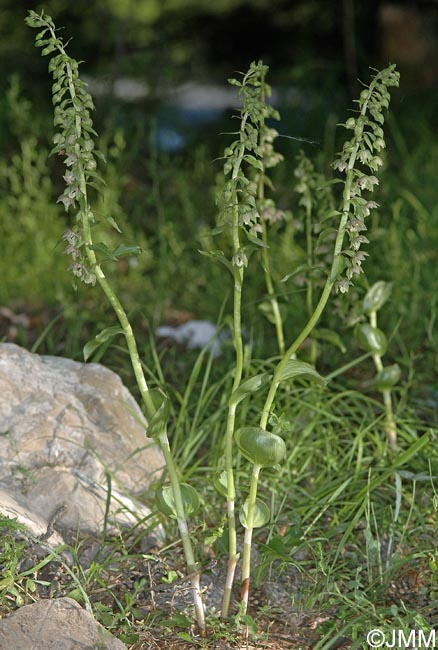 Epipactis distans